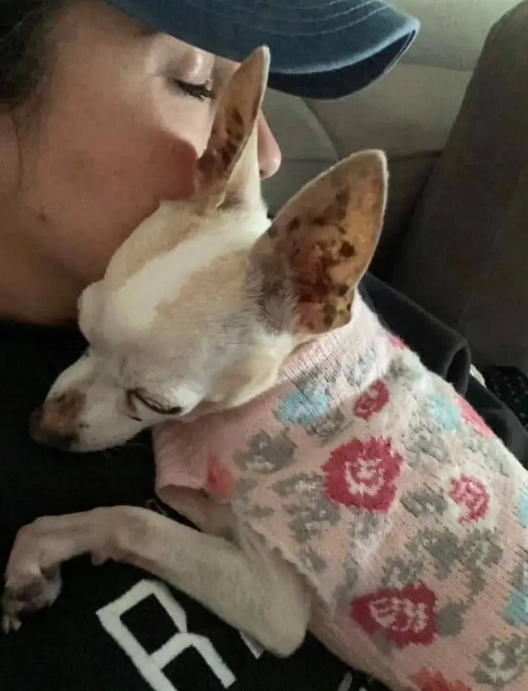Woman kissing a cream Chihuahua wearing a pink floral sweater
