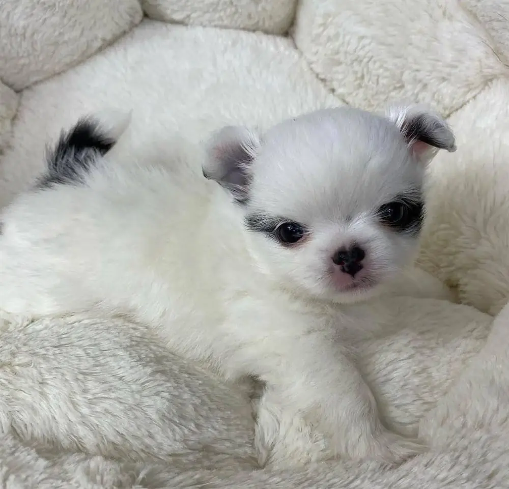 White long coat Chihuahua puppy with gray patches around the eyes lying on a cream blanket